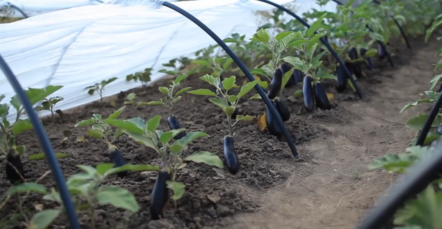 Чудо парник підсніжник