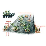 Агроволокно Agreen 50 (1,6*100) черное с перфорацией рулон, фото , изображение 3