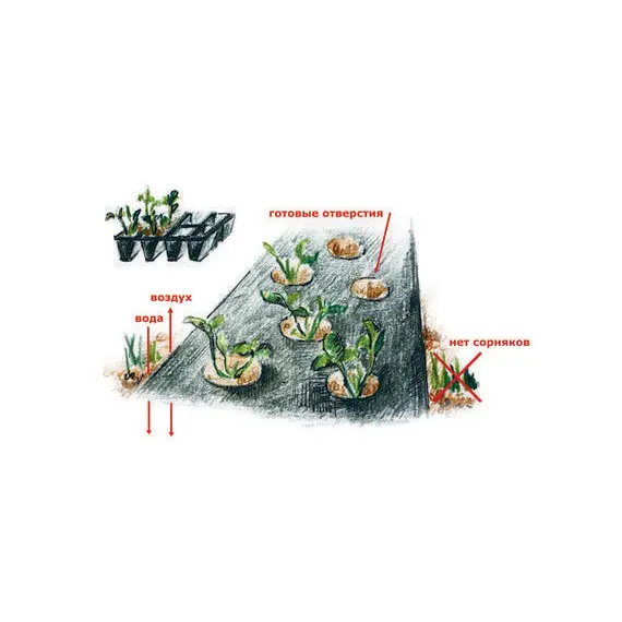 Агроволокно Agreen 50 (1,6*100) черное с перфорацией рулон, фото , изображение 3